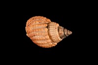 藏品(織紋螺)的圖片